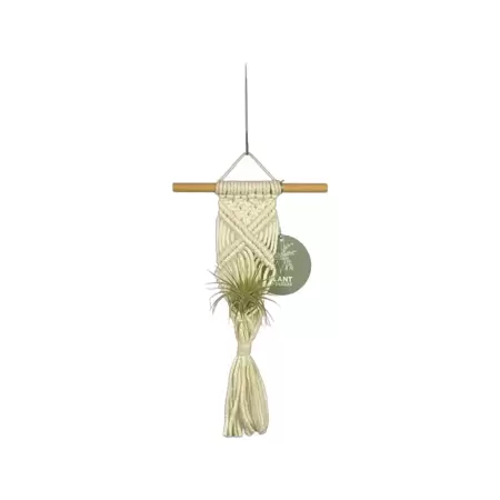 Hanger Air Plant - Naturel