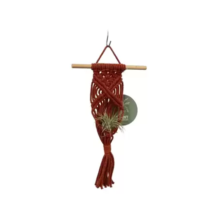 Hanger Air Plant - Rouille