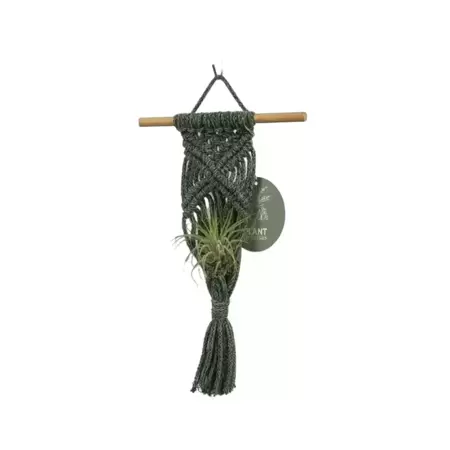 Hanger Air Plant - Vert/Blanc