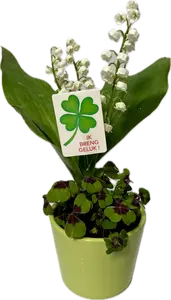 Klavertje 4 + meiklokjes - Groen