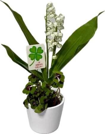 Klavertje 4 + meiklokjes - wit