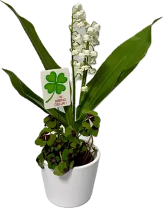 Klavertje 4 + meiklokjes - wit