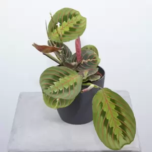 Maranta Leuconeura Fascinator