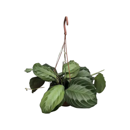 Maranta Silver Band