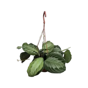 Maranta Silver Band