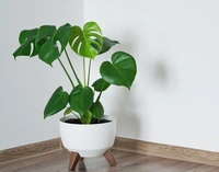 Monstera