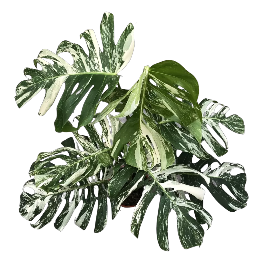 Monstera Albo Variegata 1 - Garden Center Wemmel