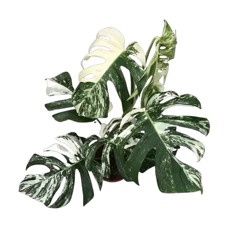 Monstera Albo Variegata 2