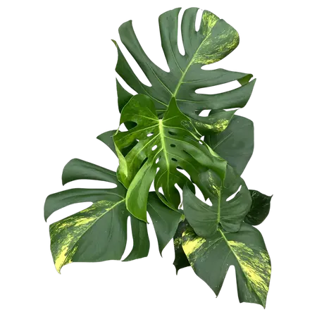 Monstera Aurea Variegata 4 - afbeelding 1