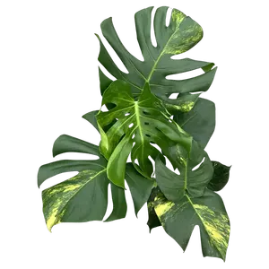 Monstera Aurea Variegata 4 - afbeelding 1