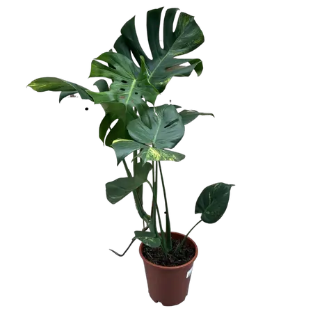 Monstera Aurea Variegata 4 - afbeelding 2