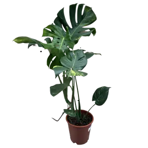 Monstera Aurea Variegata 4 - afbeelding 2