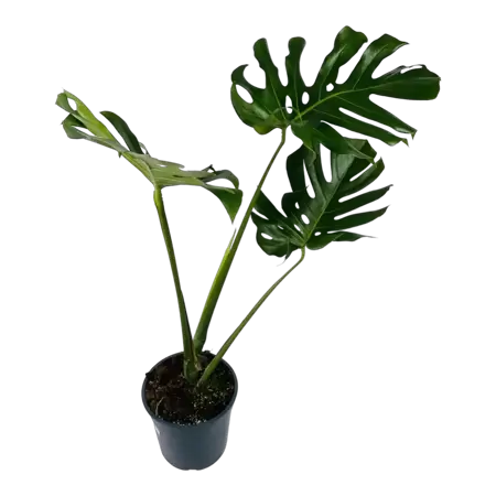 Monstera Deliciosa 3 grandes feuilles