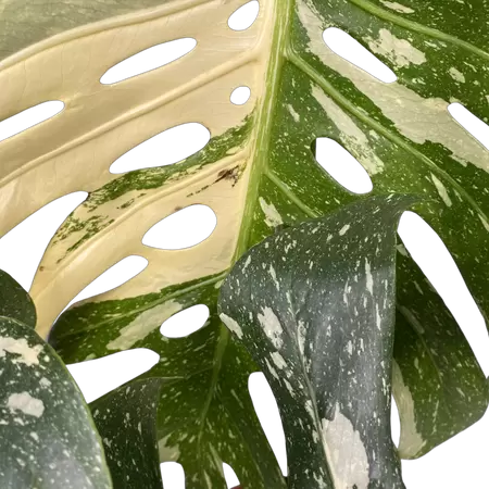 Monstera Thai Constellation B-grade - image 3