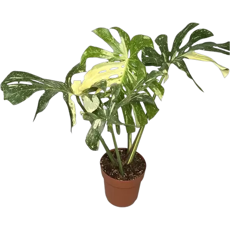 Monstera Thai Constellation B-grade - afbeelding 1