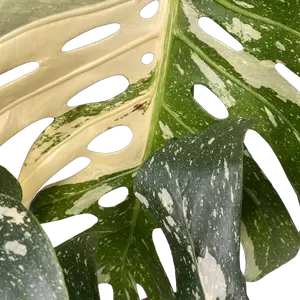 Monstera Thai Constellation B-grade - afbeelding 3