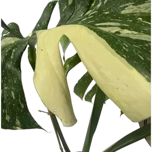 Monstera Thai Constellation B-grade - afbeelding 4