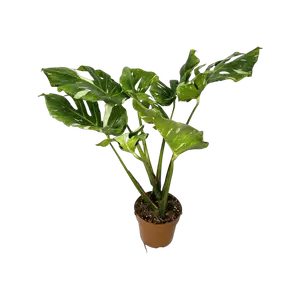 Monstera Thai Constellation B-grade Young - afbeelding 1