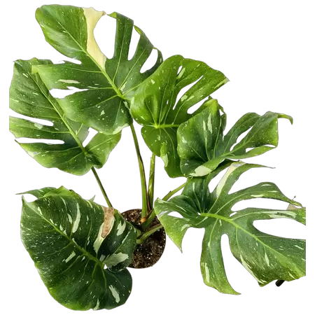 Monstera Thai Constellation B-grade Young - afbeelding 2