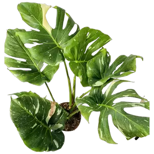 Monstera Thai Constellation B-grade Young - afbeelding 2