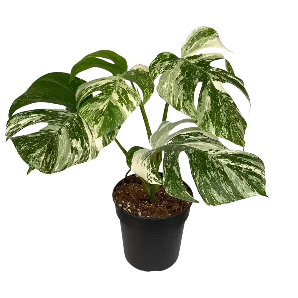 Monstera Variegata - Garden Center Wemmel