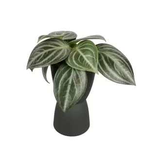 Peperomia Sarcophylla