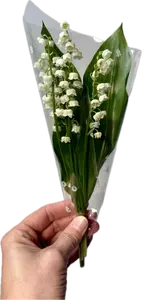 Petit bouquet de muguet