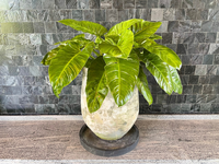 Philodendron