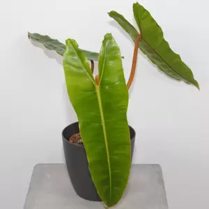 Philodendron Billietiae