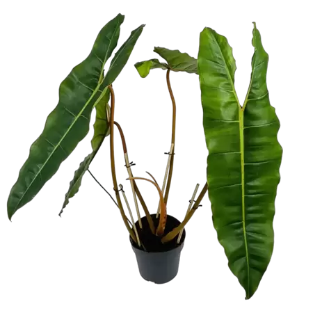 Philodendron Billietiae XXL