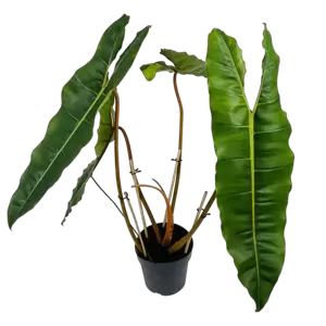 Philodendron Billietiae XXL