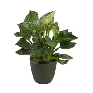 Philodendron Birkin