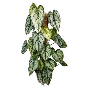 Philodendron Brandtianum