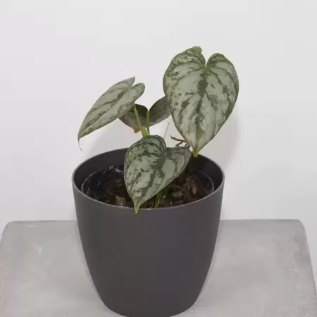 Philodendron Brandtianum
