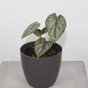 Philodendron Brandtianum