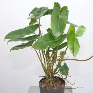 Philodendron Burle Marx