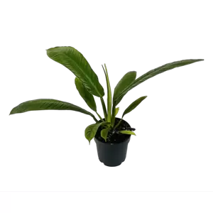 Philodendron Campii Lynette