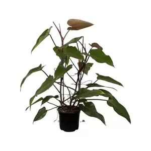 Philodendron Erubescens