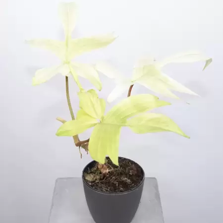 Philodendron Florida Ghost