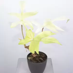 Philodendron Florida Ghost