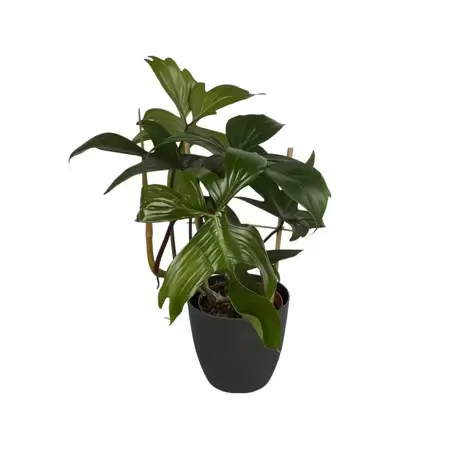 Philodendron Ghost