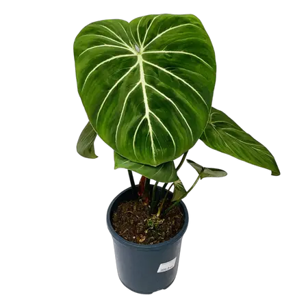 Philodendron Gloriosum