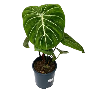 Philodendron Gloriosum