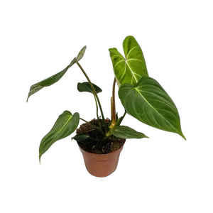 Philodendron Gloriosum small