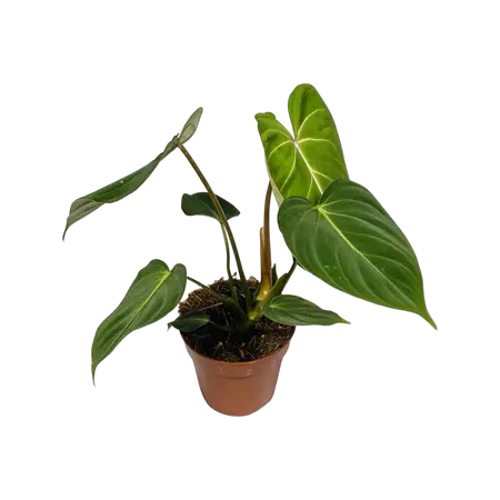 Philodendron Gloriosum small