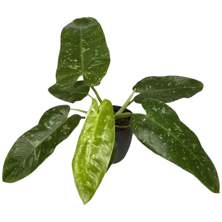 Philodendron Jose Buono