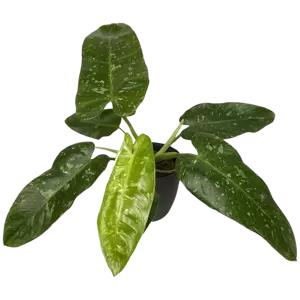 Philodendron Jose Buono