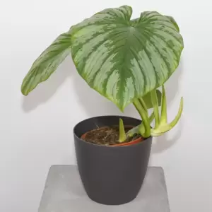 Philodendron Mamei