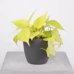 Philodendron Micans Lime