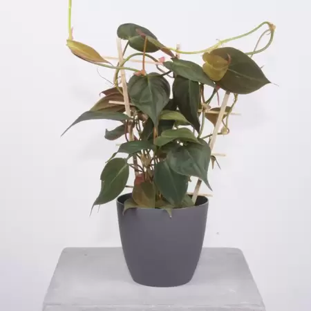 Philodendron Micans op rek